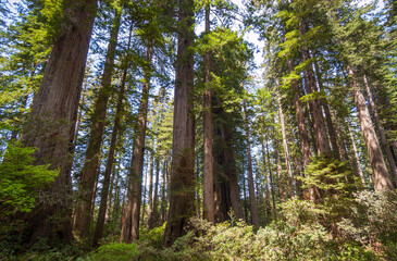 Towering Redwoods at Redwood National Park