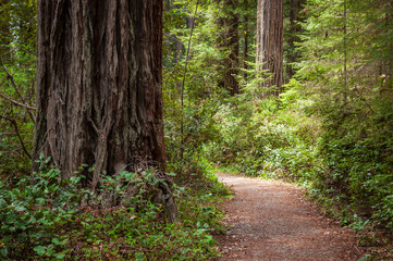 Hiking Trail at Redwood National Park