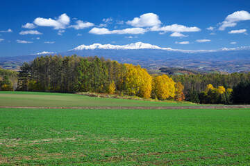 紅葉と冠雪の旭岳（美瑛町）