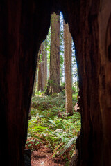 Towering Redwoods at Redwood National Park