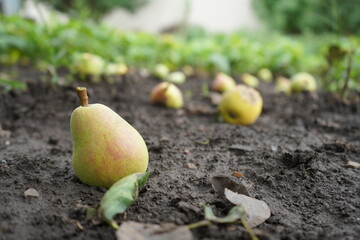 Ripe organic pear on ground in a summer garden, fruit fallen from a tree branch