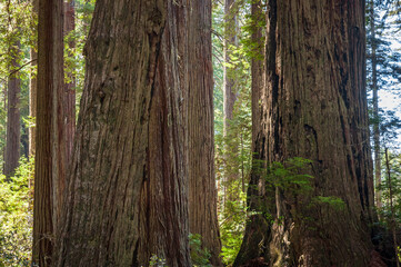 Towering Redwoods at Redwood National Park