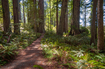 Fototapeta premium Towering Redwoods at Redwood National Park