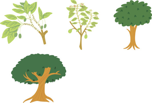 Set of different trees on white background. Vector illustration in cartoon style.