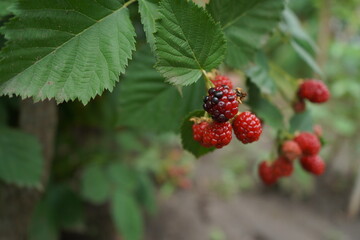 Ripe raspberries, blackberries fruits growing on a bush, summer garden, close up