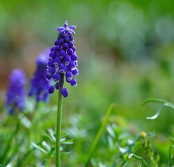 春の野原に咲くムスカリの花