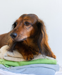 Red long haired dachshund lying on stack of clothes