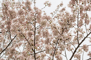 見上げる満開の桜