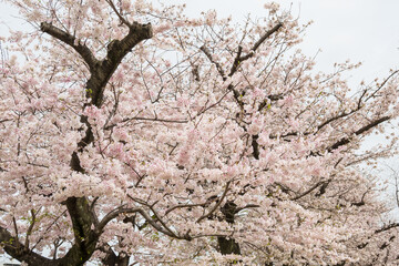 満開のワシントン桜