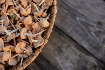 close up photo of edible mushrooms in a wicker basket