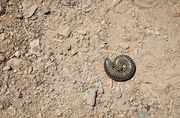 Millipede bug at Pinnacles National Park