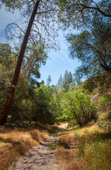 Summer Plants and Trees at Pinnacles National Park