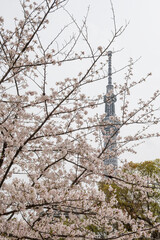 満開の桜に包まれる東京スカイツリー