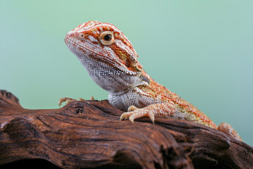 Bearded dragon hanging on a tree
