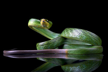 The red-tailed racer on a black background