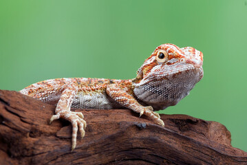 Bearded dragon hanging on a tree