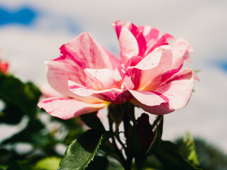 Fototapeta premium pink rose flower