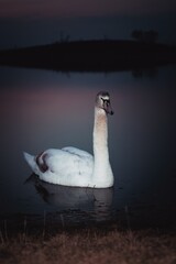Swan on evening lake