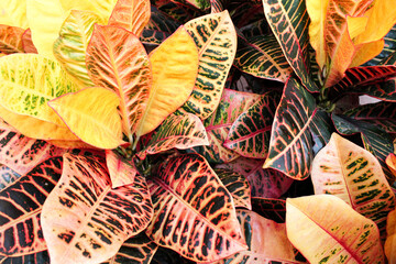 leaves background