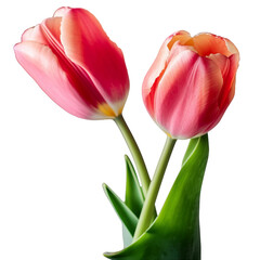 red tulips isolated on transparent background