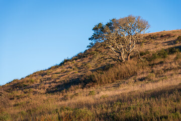Forest Hills at Point Reyes National Seashore