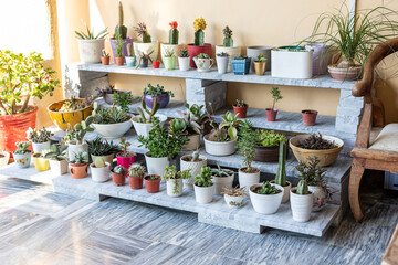 Various houseplants potted in a decorative ceramic pots. Cacti and succulent garden arrangement...