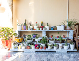 Collection of succulents and cactus plant in pot on a marble stand with copy space. Cactus lover concept