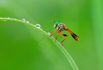 Robberfly