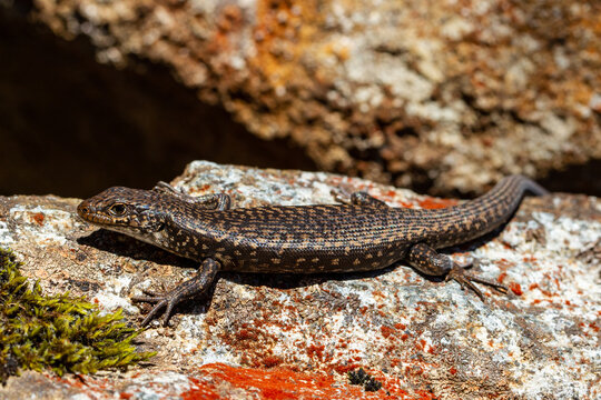 Tasmanian Ocellated Skink basking on lichen covered rock