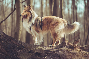 Britischer Collie sable im Wald stehend 