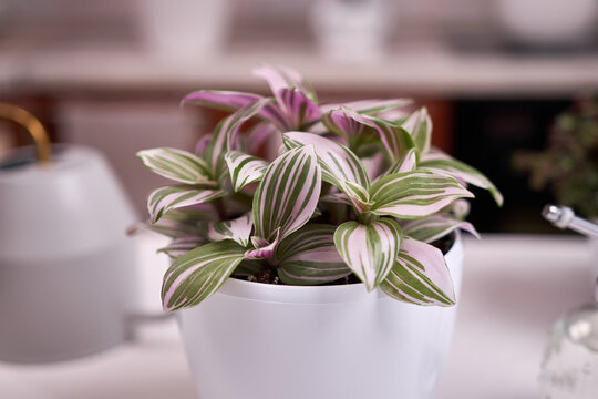 tradescantia pink clone potted plant indoors on a table