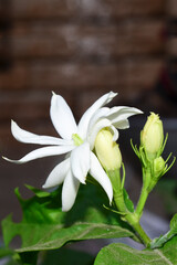 A beautiful Mogara, ( jasminum sambac) Arabian jasmine flower in the garden