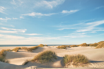 Dunes at the beach at danish coast. High quality photo - 586447905