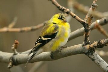 yellow male american goldfinch transitioning to his summer plumage perched  in an ash tree  in early spring in broomfield, colorado