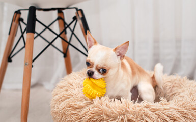 A chihuahua dog is sitting in a dog bed and holding a yellow toy with its teeth. He sits against a background of a blurred chair and curtains. The photo is blurred