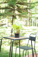 table and chairs in a garden