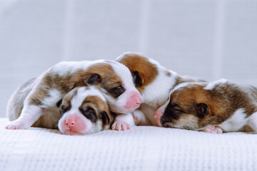 Portrait of four adorable two-month-old puppies of dog pembroke welsh corgi dreaming sleeping on each other on white cotton plaid. Pet love, pet care, dog breeding, veterinary clinic. Studio shot.