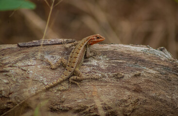 pequeño lagarto camuflándose en un tronco