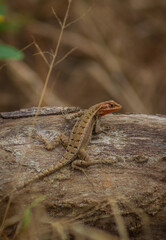 pequeño lagarto camuflándose en un tronco