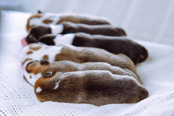 Back view of six well-fed two-month-old puppies of dog pembroke welsh corgi napping sleeping in row on white cotton plaid. Pet love, pet care, dog breeding, veterinary clinic. Studio, soft focus.