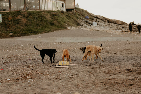 Akcakoca, Duzce, Turkey - February 25 2023: Stray dogs roaming dangerously around the beach. Stray dogs looking for food. Animal rights concept idea