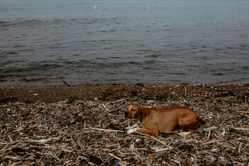 Environmental pollution negatively affects animal life. Stray dog lying on polluted beach. Animal rights concept idea