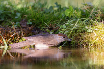 Eurasian blackcap (Sylvia atricapilla) sitting at a pond in spring.