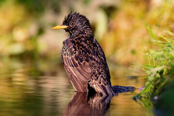 European starling (Sturnus vulgaris) taking a bath in a pond in spring.