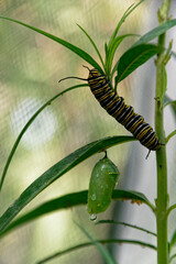 Two stages of the monarch butterfly's life cycle, a caterpillar and a chrysalis.