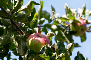 An apple ripens while growing in the sun