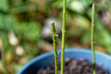 Three swan plants growing in a pot have been stripped of their leaves by a voracious caterpillar.