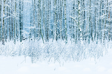 Winter Wonderland of Glistening Frost