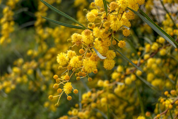 Yellow ball flowers of a flowering tree Acacia saligna close-up on a blurred background