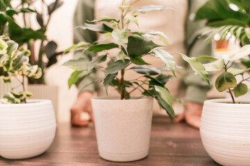 Home gardening, hobby, freelancing, cozy workplace. Grandmother gardener housewife in an apron pot with ficus benjamin